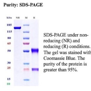 Desmoglein-3 Antibody in SDS-PAGE