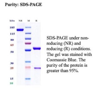 CD34 / HPCA1 Antibody in SDS-PAGE