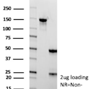 PRAME Antibody in SDS-PAGE