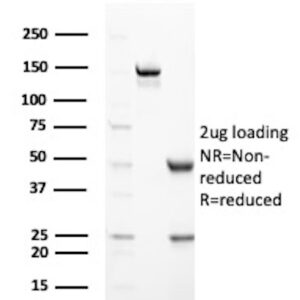 PAX3 Antibody in SDS-PAGE