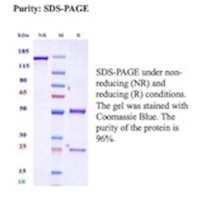 Osteopontin (OSP) / Secreted Phosphoprotein 1 (SPP1) Antibody in SDS-PAGE