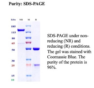 CLEC9A Antibody in SDS-PAGE