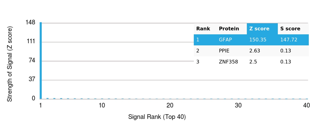Analysis of HuProt™ Protein Array (21,000+ full-length human proteins) with GFAP Mouse Monoclonal Antibody (GFAP/15096).
Z-score: Signal strength (in SD above the mean) of antibody binding to each protein.
S-score: Difference in Z-scores between the top target and the next best hit, indicating relative specificity.
An antibody is considered specific if S ≥ 2.5. Example: Binding to protein X (Z = 43) vs protein Y (Z = 14) → S = 29. GFAP Antibody in Human Protein Array (HuProt) Analysis