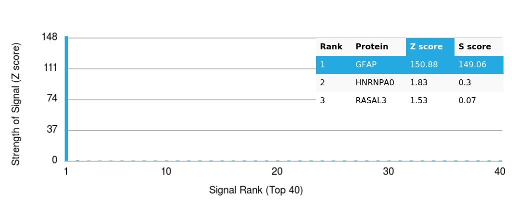 Analysis of HuProt™ Protein Array (21,000+ full-length human proteins) with GFAP Mouse Monoclonal Antibody (GFAP/15097).
Z-score: Signal strength (in SD above the mean) of antibody binding to each protein.
S-score: Difference in Z-scores between the top target and the next best hit, indicating relative specificity.
An antibody is considered specific if S ≥ 2.5. Example: Binding to protein X (Z = 43) vs protein Y (Z = 14) → S = 29. GFAP Antibody in Human Protein Array (HuProt) Analysis