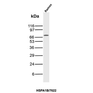 HSPA1B Antibody in Western Blot (WB)