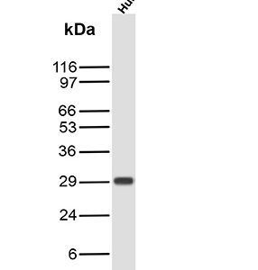 CD200 / OX2 Antibody in Western Blot (WB)