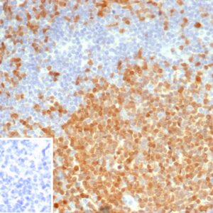BOB-1 Antibody in Immunohistochemistry (IHC (P))