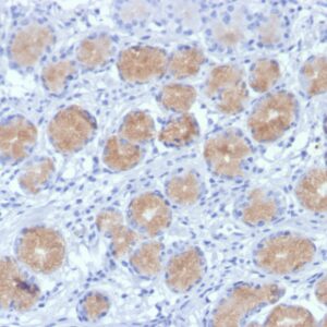 Mucin 4 Antibody in Immunohistochemistry (IHC (P))