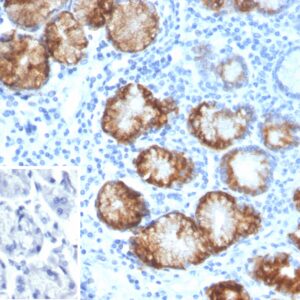 Mucin 6 Antibody in Immunohistochemistry (IHC (P))