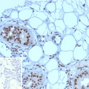 Nucleophosmin Antibody in Immunohistochemistry (IHC (P))