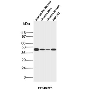 E2F4 Antibody in Western Blot (WB)