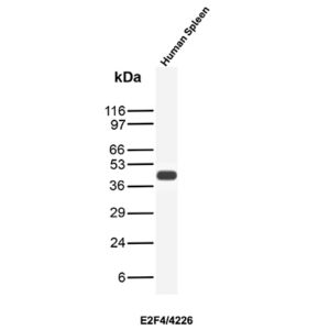 E2F4 Antibody in Western Blot (WB)