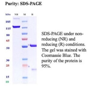 CD34 Antibody in SDS-PAGE