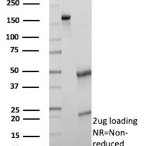 CD95 Antibody in SDS-PAGE