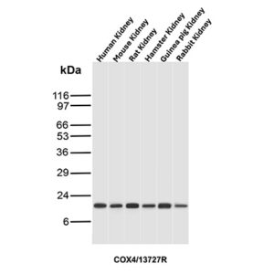 COX4 Antibody in Western Blot (WB)