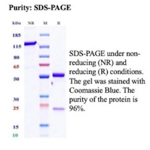 Recombinant SIRPA Antibody in SDS-PAGE