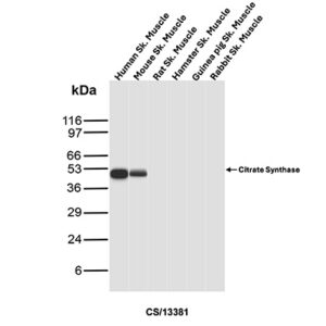 CS Antibody in Western Blot (WB)