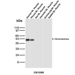 CS Antibody in Western Blot (WB)