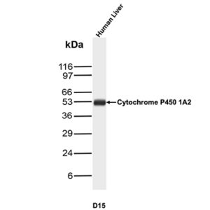 D15 Antibody in Western Blot (WB)