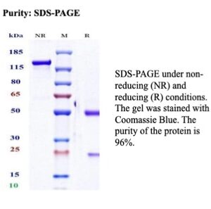 Recombinant AFP (Alpha Fetoprotein) (Hepatocellular/Germ Cell Tumor Marker) Antibody in SDS-PAGE