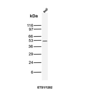 ETS1 Antibody in Western Blot (WB)
