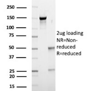 Fatty acid-binding protein, brain Antibody in SDS-PAGE
