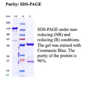 Recombinant Glypican-2 Antibody in SDS-PAGE