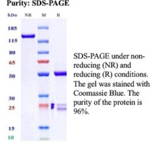 Recombinant Vascular endothelial growth factor receptor 1 Antibody in SDS-PAGE