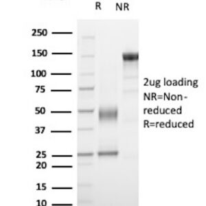 G-protein-signaling modulator 1 Antibody in SDS-PAGE