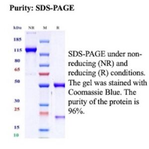 Recombinant Glypican-1 Antibody in SDS-PAGE