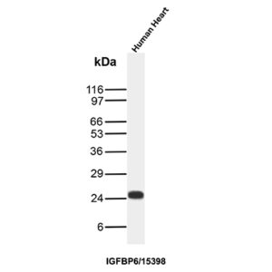 IGFBP6 Antibody in Western Blot (WB)