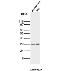IL7 Antibody in Western Blot (WB)