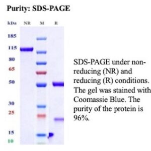Recombinant Interleukin-13 Antibody in SDS-PAGE