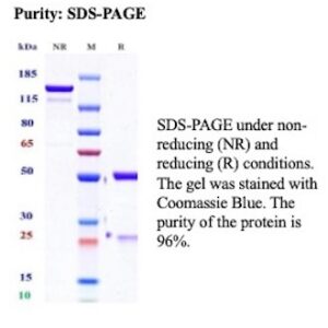 Recombinant Interleukin-13 Antibody in SDS-PAGE