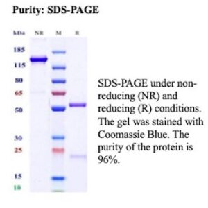 Recombinant Interleukin-18 Antibody in SDS-PAGE