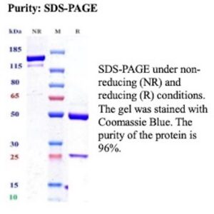 Recombinant Vascular endothelial growth factor receptor 2 Antibody in SDS-PAGE