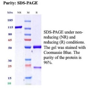 Recombinant Vascular endothelial growth factor receptor 2 Antibody in SDS-PAGE