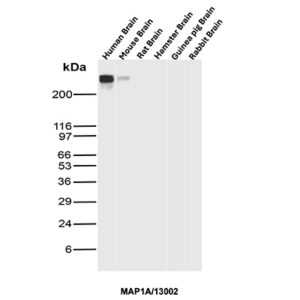 MAP1A Antibody in Western Blot (WB)