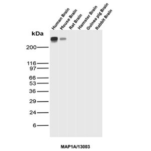 MAP1A Antibody in Western Blot (WB)
