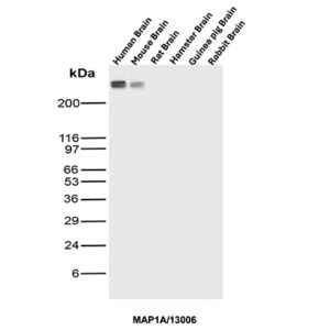 MAP1A Antibody in Western Blot (WB)