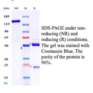 Recombinant Hepatocyte growth factor receptor Antibody in SDS-PAGE