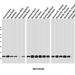 MIF Antibody in Western Blot (WB)