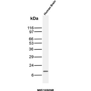 MIF Antibody in Western Blot (WB)