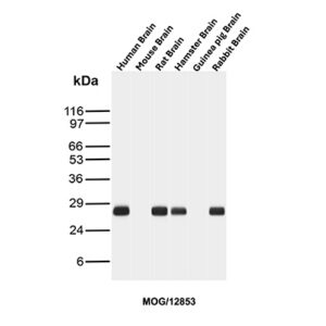 MOG Antibody in Western Blot (WB)