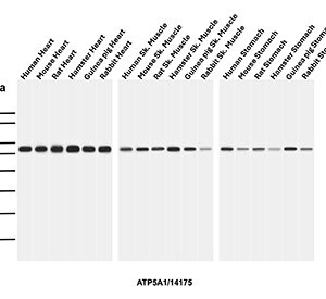 ATP5A1 Antibody in Western Blot (WB)