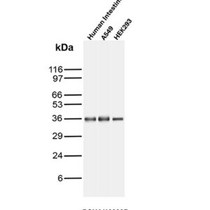 PCNA Antibody in Western Blot (WB)