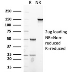 Claudin18.2 Antibody in SDS-PAGE