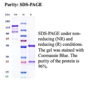 Recombinant Interleukin-21 Antibody in SDS-PAGE