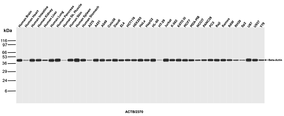 Western blot analysis of brain, heart, intestine, kidney, lung, pancreas, skeletal muscle, skin, spleen, stomach and liver tissue lysates and A375, A431, A549, COLO38, Daudi, EL4, HCT116, HEK293, HeLa, HepG2, HL-60, HT-29, Jurkat, K-562, KATO III, MCF-7, MDA-MB-231, NCCIT, PANC28, PC3, Raji, Ramos, RAW 264.7, RH30, Sp2, U87, U937 and Y79 cell lysates from human and mouse using ACTB Mouse Monoclonal Antibody (ACTB/2370). ACTB Antibody in Western Blot (WB)