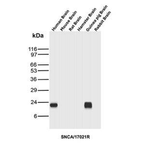 SNCA Antibody in Western Blot (WB)